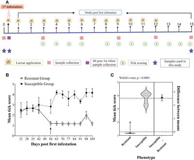 Application of quantitative proteomics to discover biomarkers for tick resistance in cattle